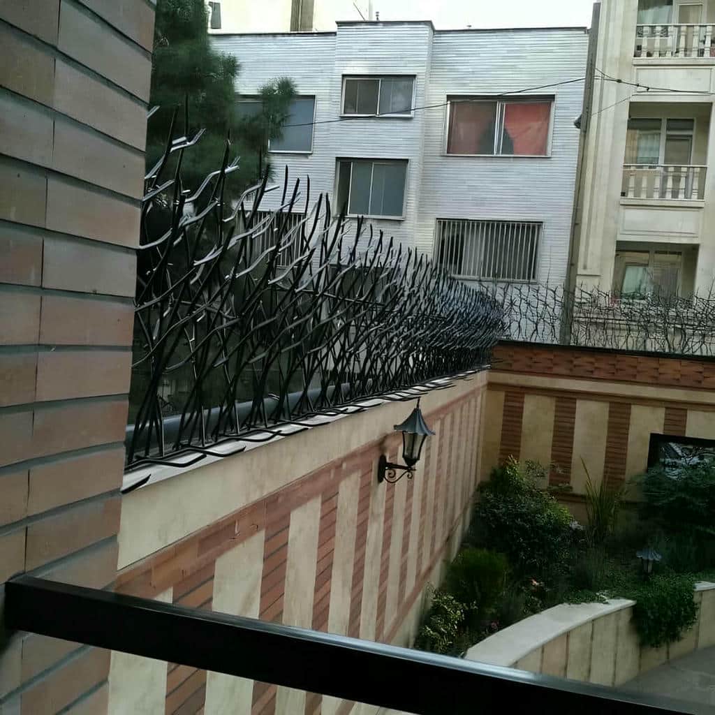 حفاظ شاخ گوزنی در سبزوار - تصویر 2