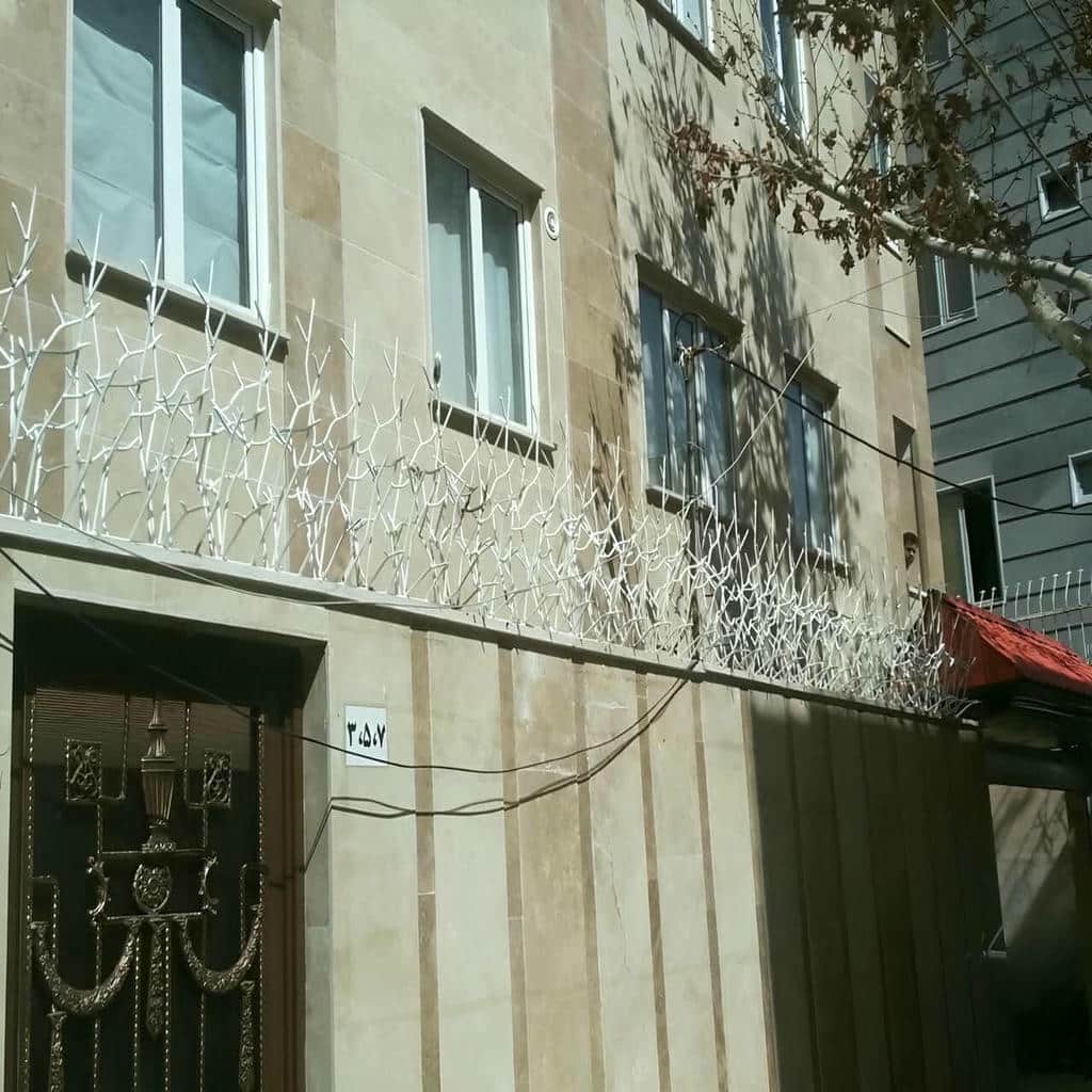 حفاظ شاخ گوزنی در ساوه