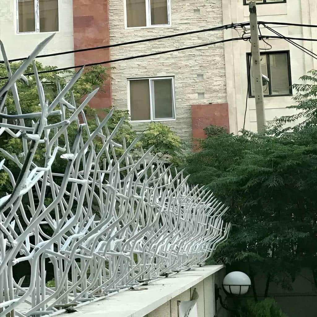 حفاظ شاخ گوزنی در ایلام - تصویر 3