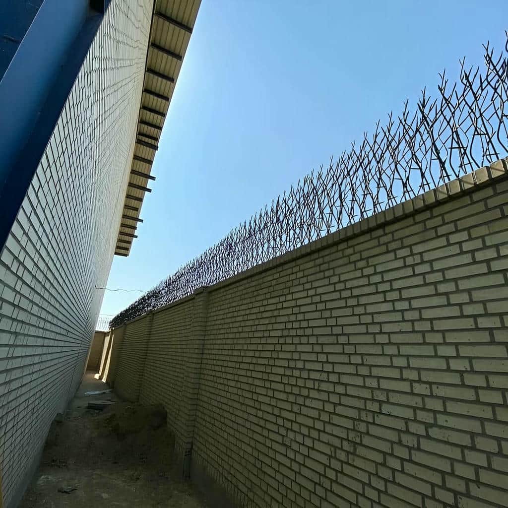 حفاظ شاخ گوزنی در ایرانشهر