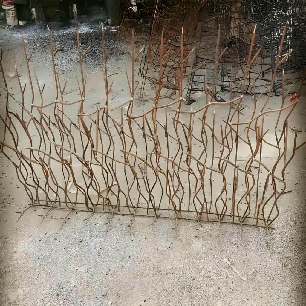 حفاظ شاخ گوزنی در بندر انزلی