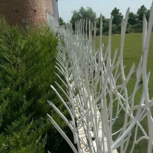 حفاظ شاخ گوزنی در کیش