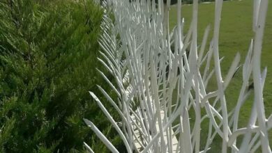 حفاظ شاخ گوزنی در کیش