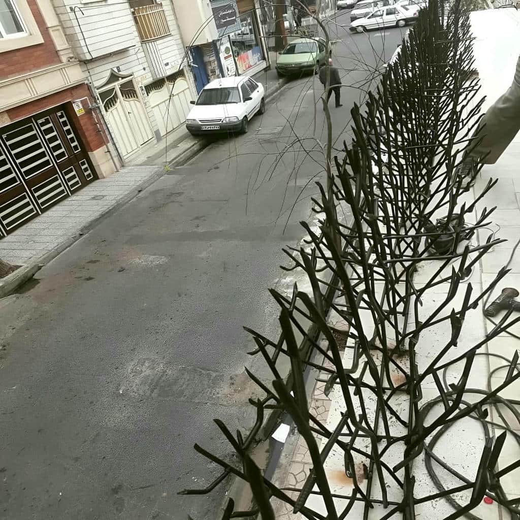 حفاظ شاخ گوزنی در رفسنجان