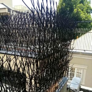 حفاظ شاخ گوزنی در اصفهان