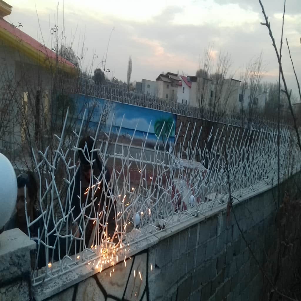 حفاظ شاخ گوزنی با برش منظم نوک شاخه ها