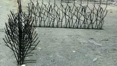 حفاظ شاخ گوزنی طرح اف با شاخه های منظم روی دیوار